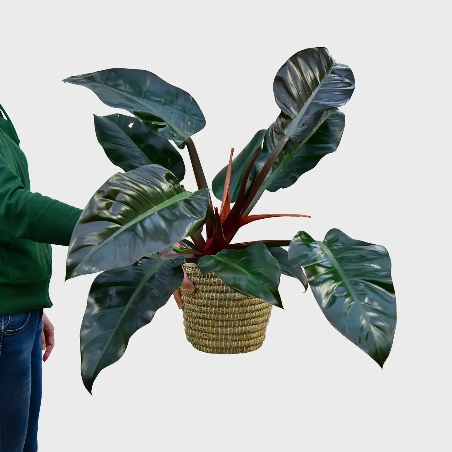 Philodendron Imperial Red No.17