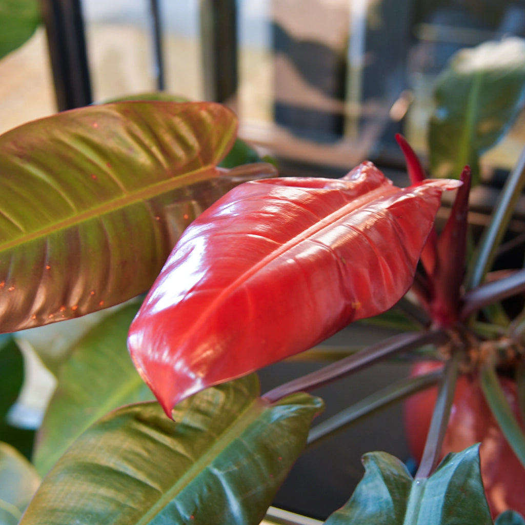 Rotes Blatt vom Philodendron Imperial Red