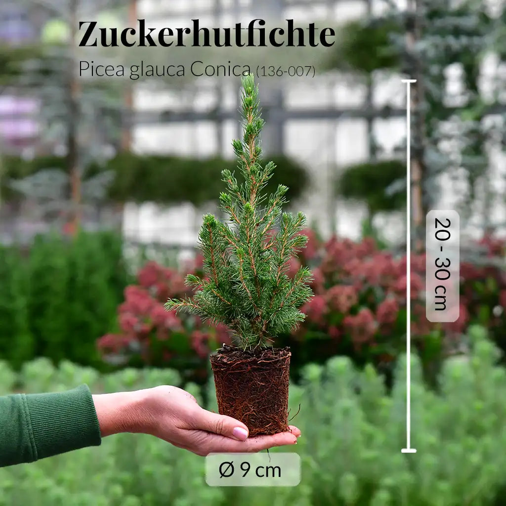 Babypflanzen Trio tierfreundliche Weihnachtsbäume