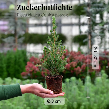 Babypflanzen Trio tierfreundliche Weihnachtsbäume