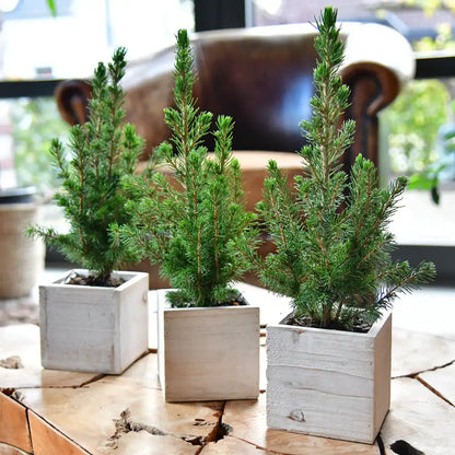 Babypflanzen Trio tierfreundliche Weihnachtsbäume