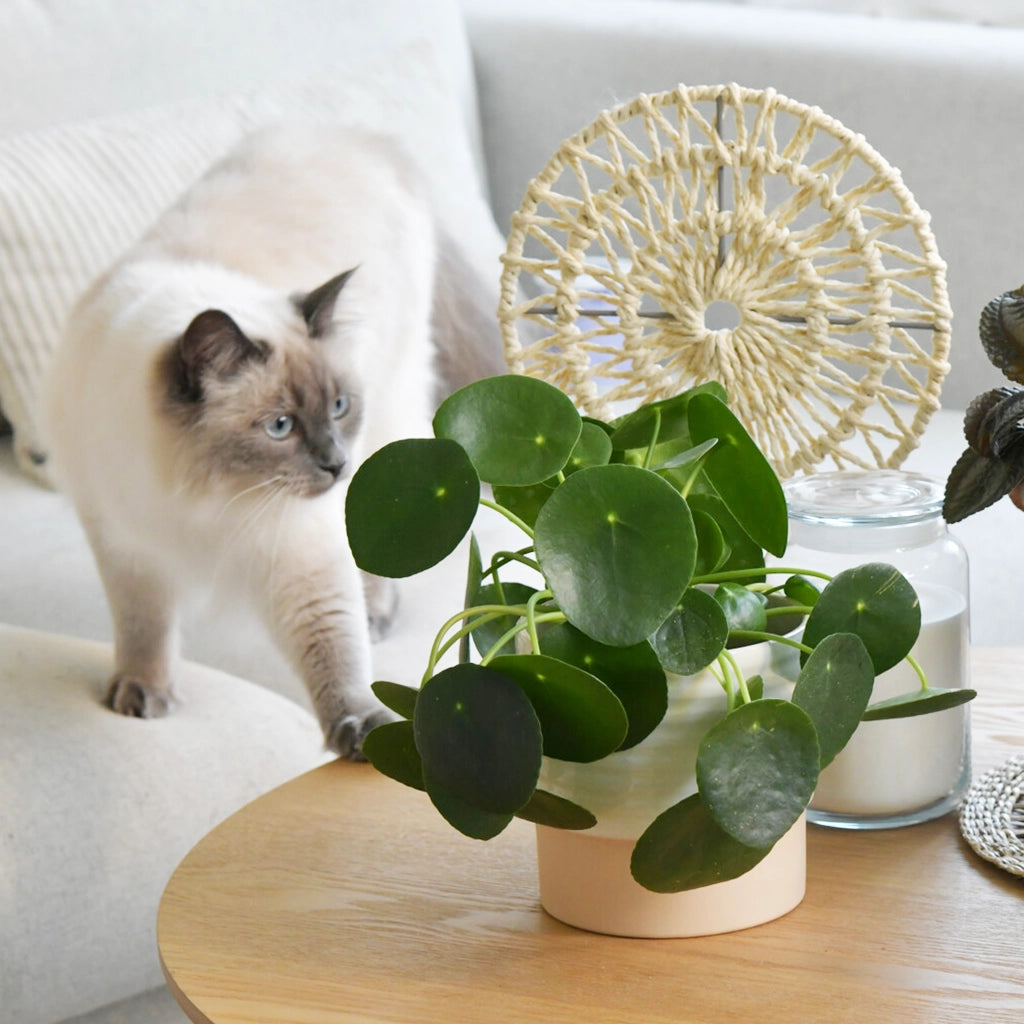 ufopflanze gießen Pilea Ufopflanze kaufen – Green Me Up