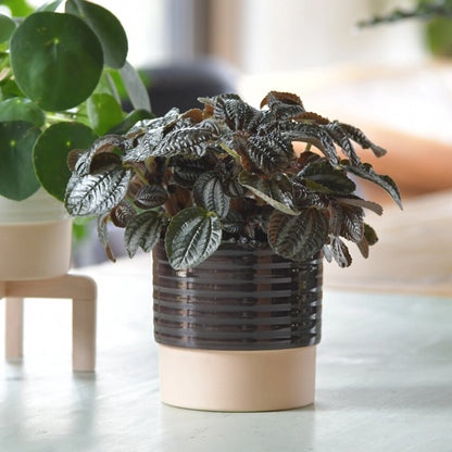 Silver Tree Pilea ungiftige Zimmerpflanze in passendem Keramik Übertopf