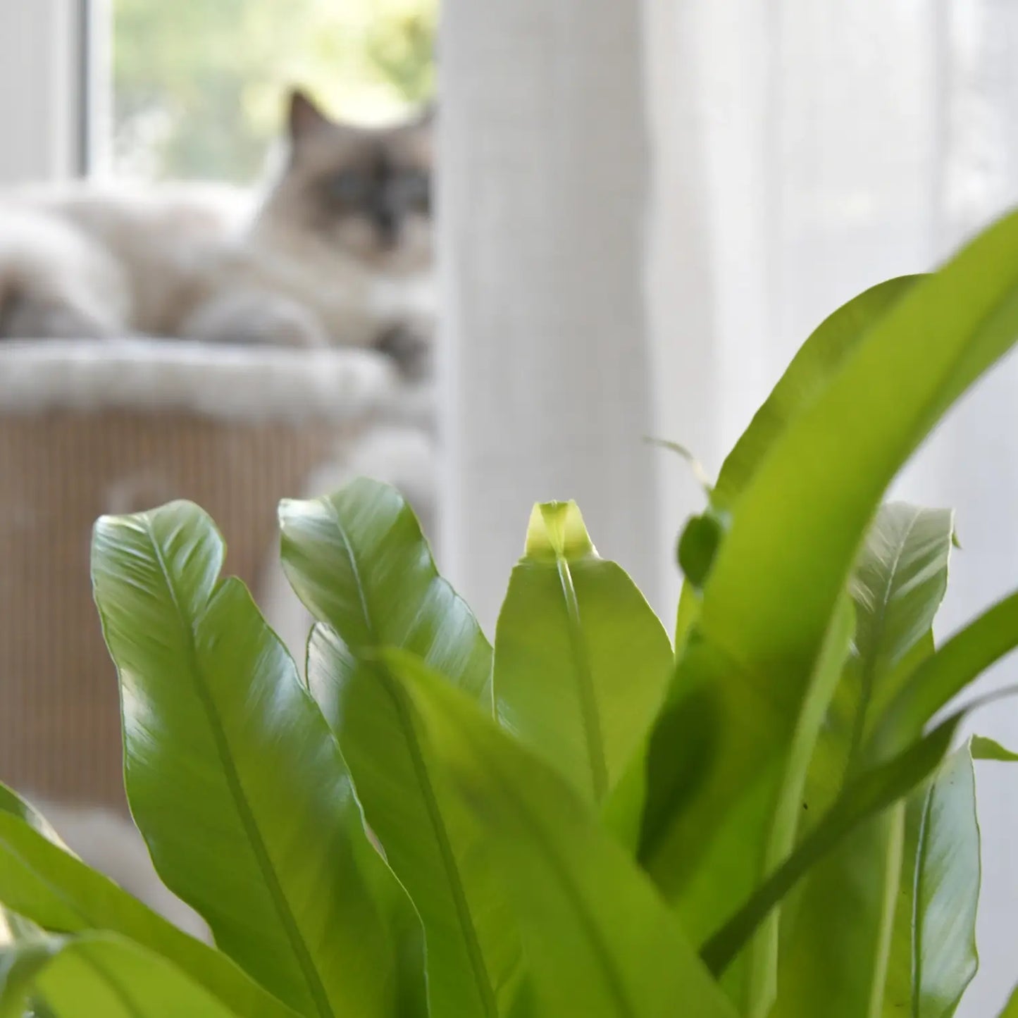 Katze schaut im Hintergrund auf prächtigen Nestfarn und entspannt