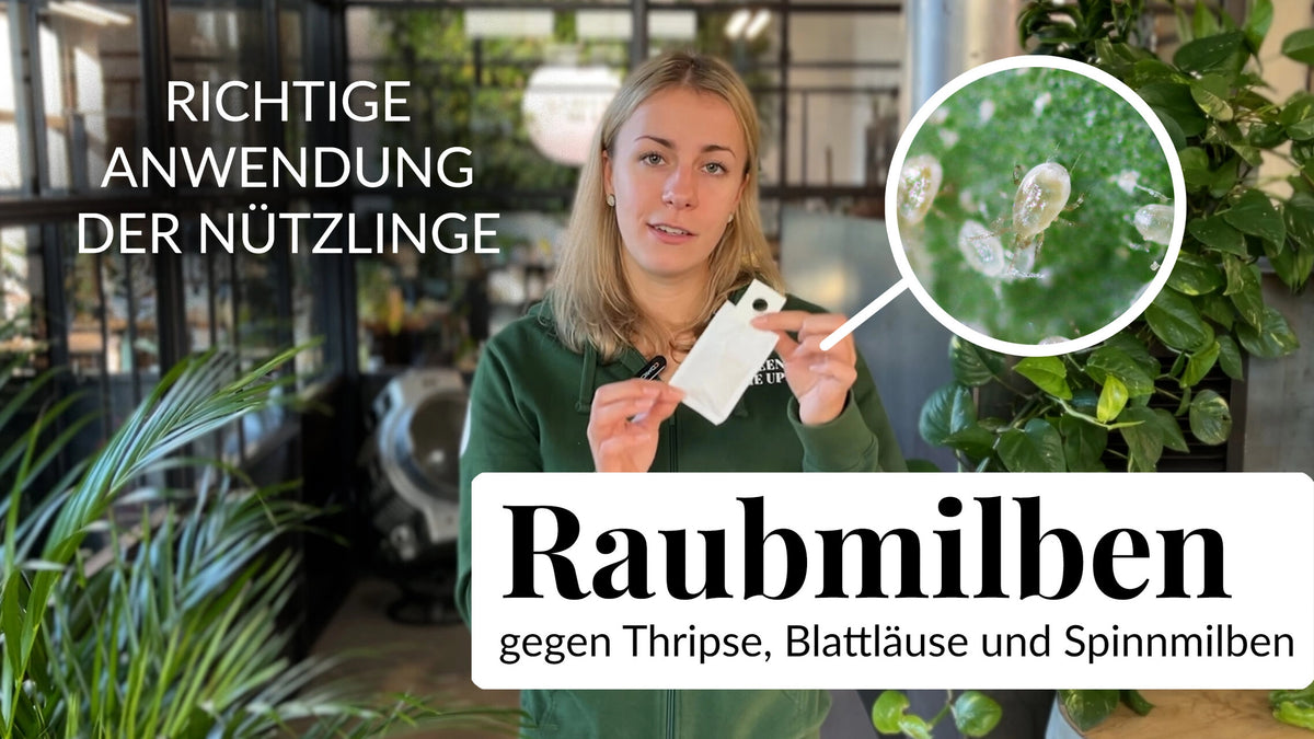 Produktbild von GREEN GUARDIA Power Raubmilben Gegen Thripse – 35x Tüten - Biologisches Mittel Zur Effektiven Thripse Bekämpfung Für Zimmer- Und Zierpflanzen Sowie Cannab. – Umweltfreundlich,chemiefreie Mittel