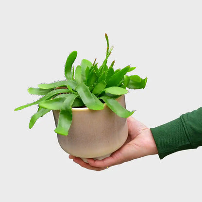 Rhipsalis Ramulosa