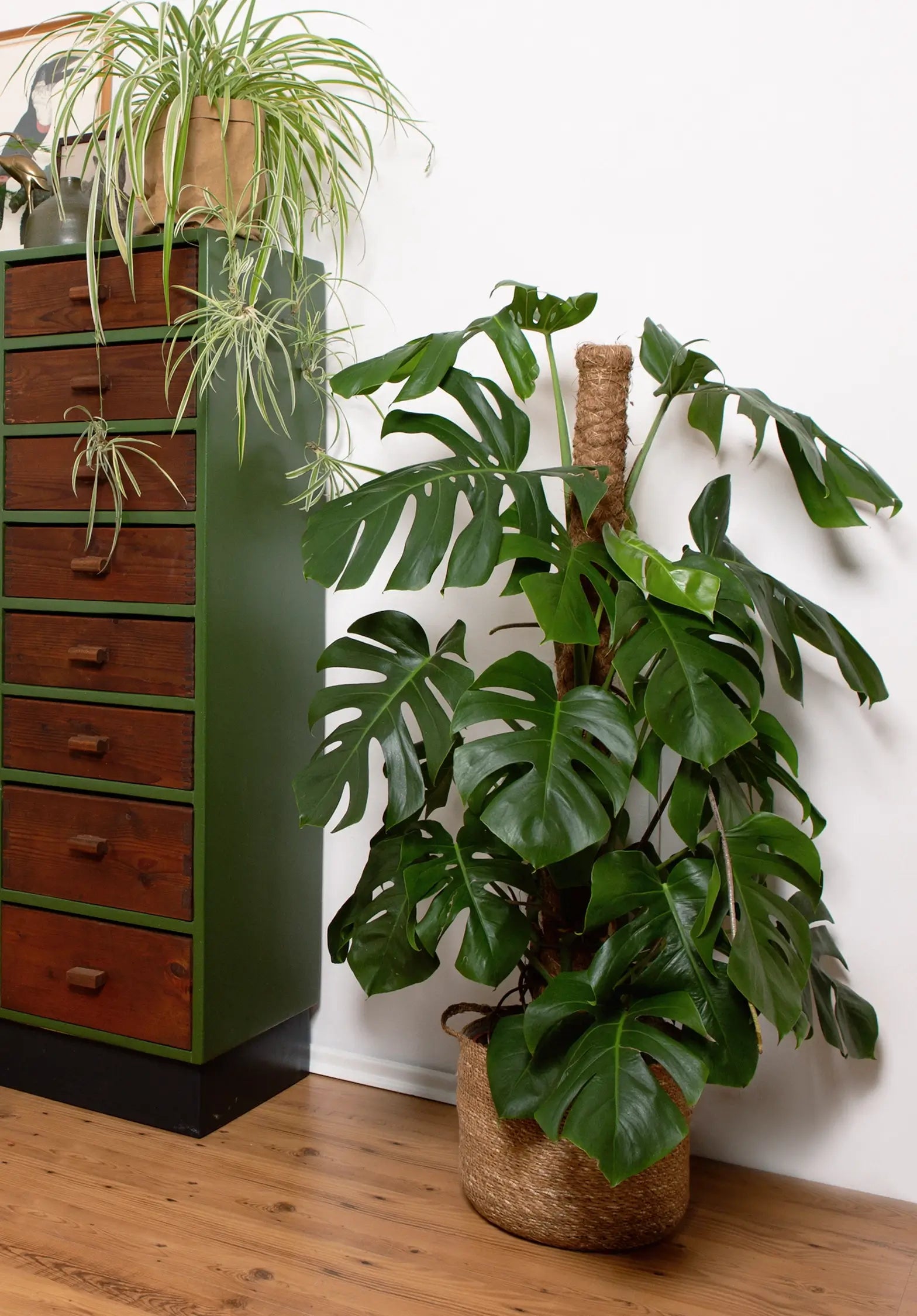 monstera deliciosa kaufen groß XXL Monstera mit Stab bestellen – Green Me Up