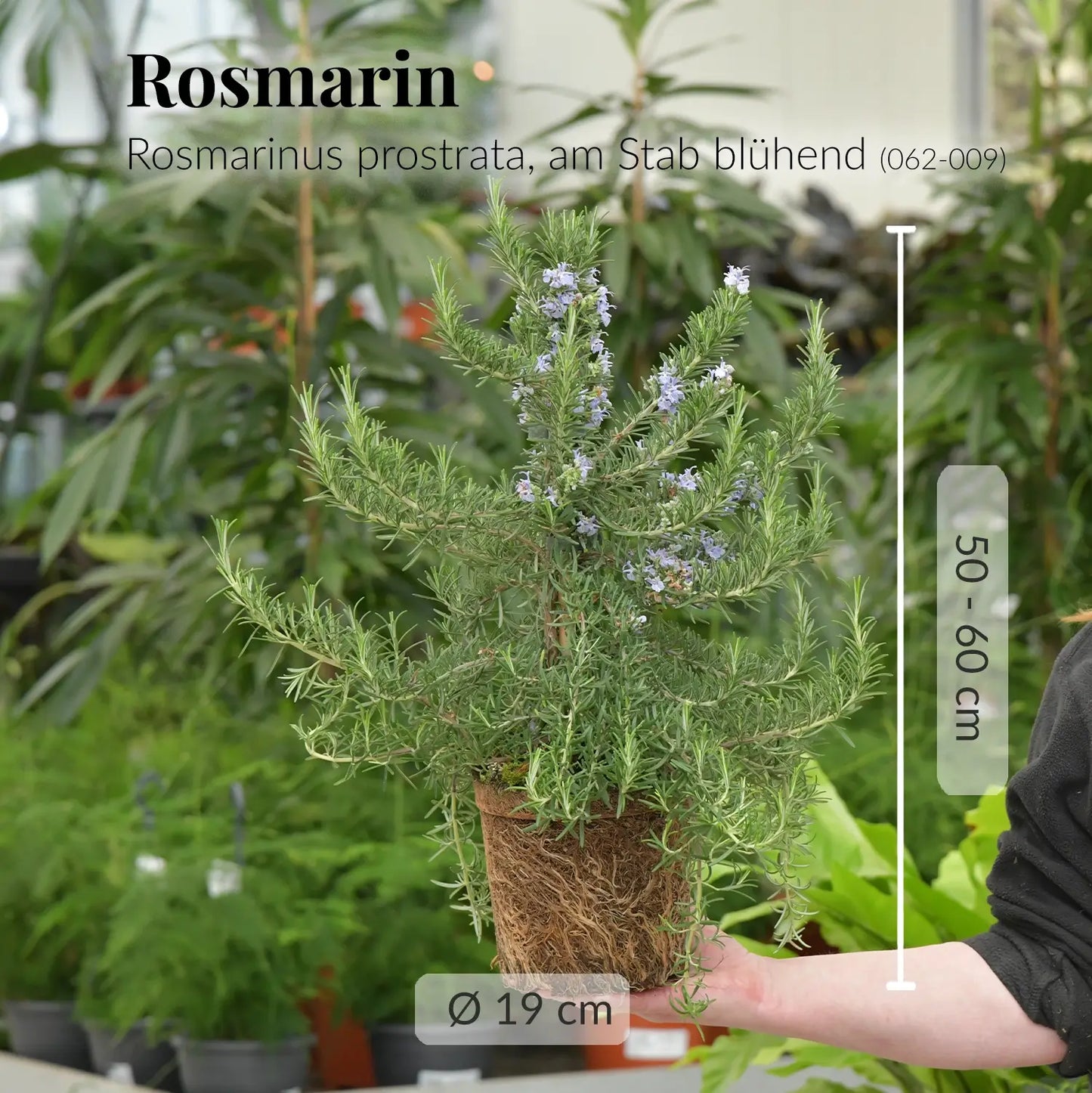 Rosmarin Rosmarinus prostrata, am Stab blühend