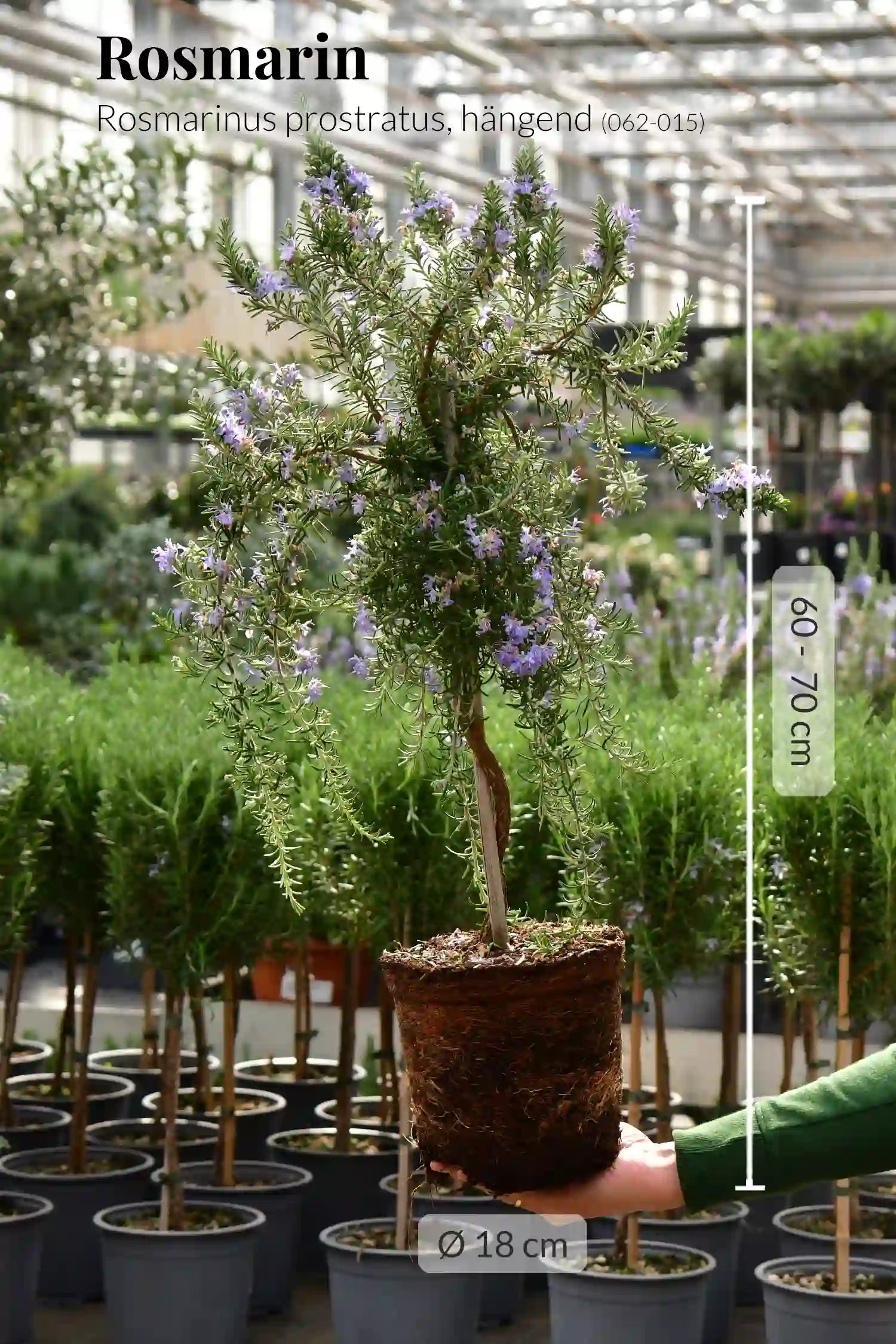 rosmarin blumenkasten Blühendes Rosmarin Stämmchen – Green Me Up