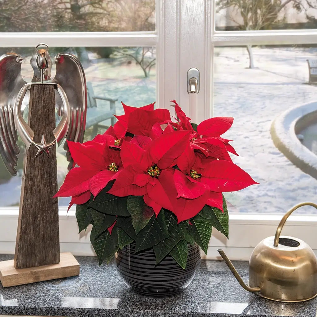 Roter Weihnachtsstern am Fenster mit Deko