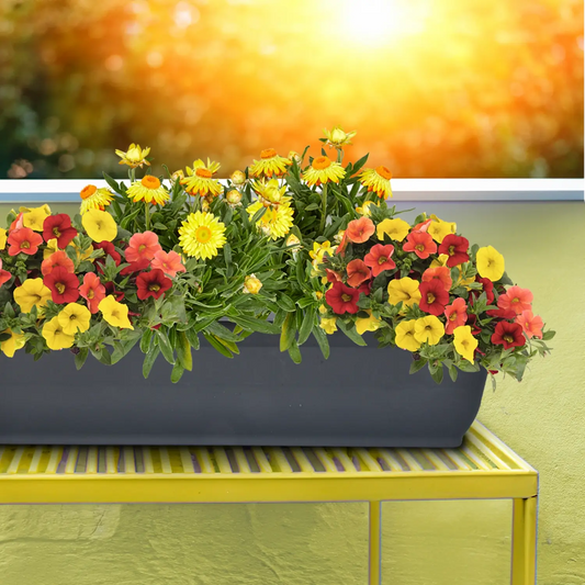 Balkonkasten Set Sonnige Sommerblumen