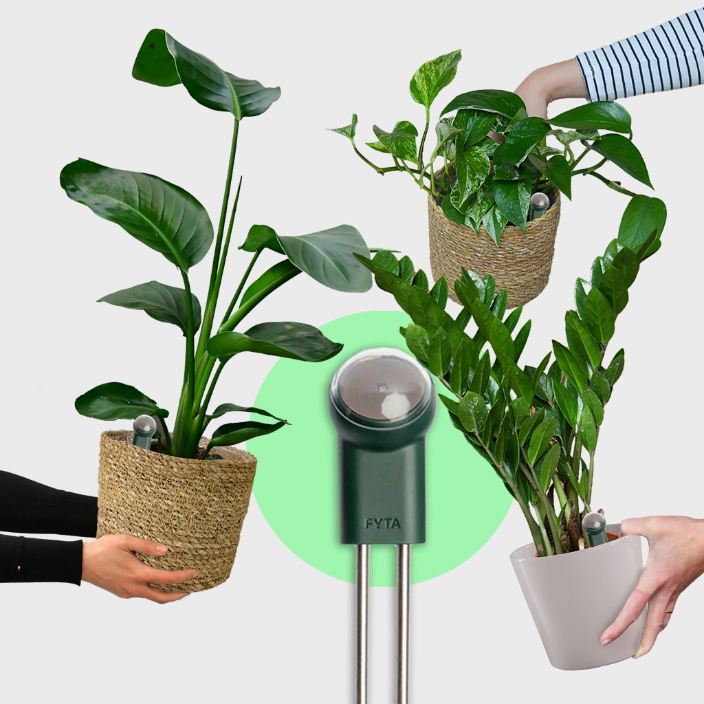 Smartes Pflanzen Set mit 3 frischen Pflanzen
