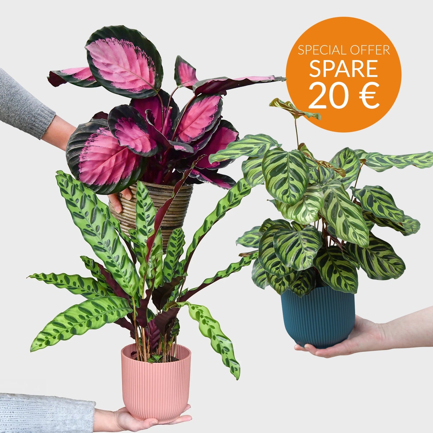 SPECIAL OFFER 3er Box Calathea Beauties