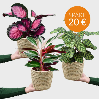 SPECIAL OFFER 3er Box Calathea Beauties