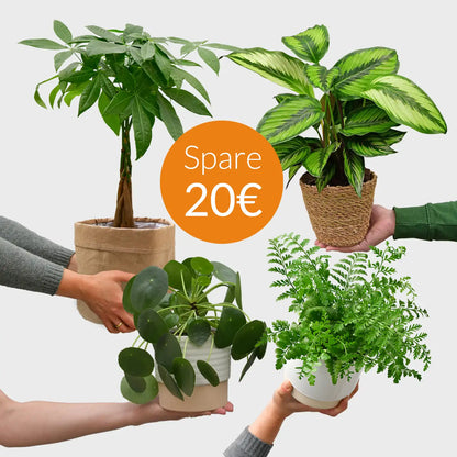 SPECIAL OFFER 4er Box ungiftige Pflanzenlieblinge