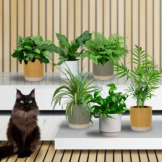 6er Set mit tierfreundlichen, kleinen Pflanzen für dein zuhause
