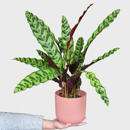 Calathea Lancifolia frisch vom Gärtner kaufen