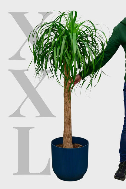 SPECIAL OFFER XXL Elefantenfuß Beaucarnea Nolina, 140-150cm