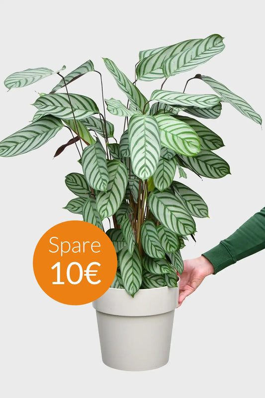 SPECIAL OFFER Große Star Calathea
