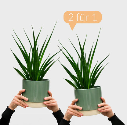 SPECIAL OFFER 2 FÜR 1 Gebogener Bogenhanf