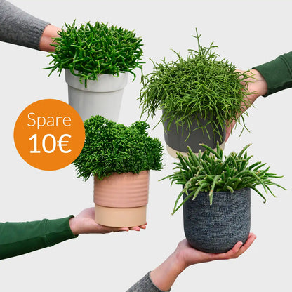 SPECIAL OFFER 4er Box Korallenkaktus Mix