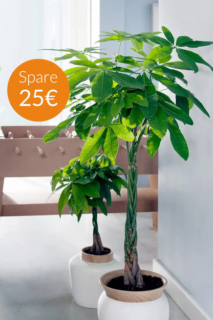SPECIAL OFFER XXL Glückskastanie 140-150cm