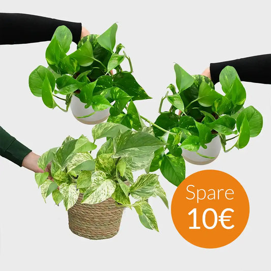 SPECIAL OFFER Eifrige Efeututen