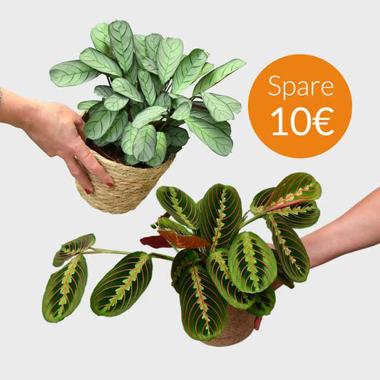 SPECIAL OFFER Maranta & Burle Marxii