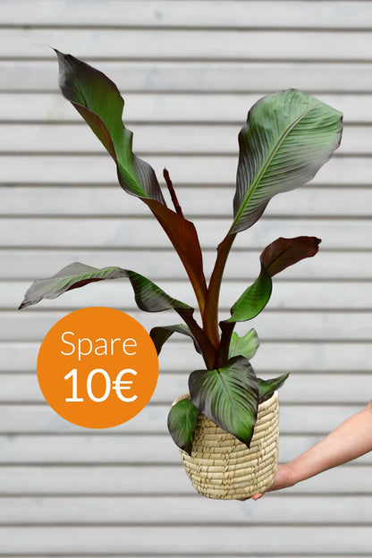 SPECIAL OFFER Maurelli´s Rote Bananenpflanze
