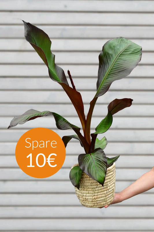 SPECIAL OFFER Maurelli´s Rote Bananenpflanze