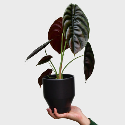 Sammlerstück Alocasia Red Secret