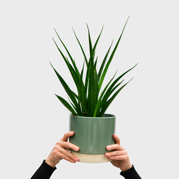 sansevieria kirkii friends pflege Bogenhanf 'Friends' - Sansevieria kirkii friends main image 1