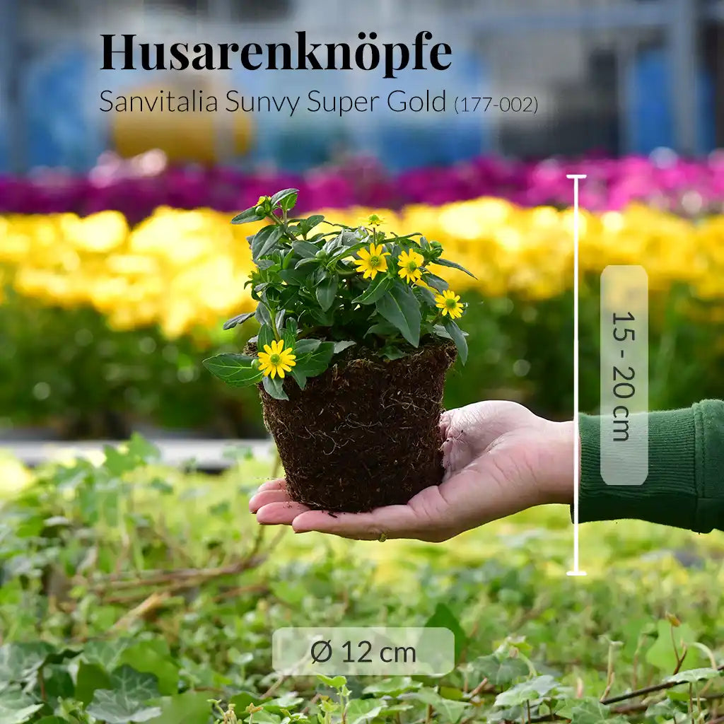 Mix & Match Ungiftige Nordbalkon Pflanzen