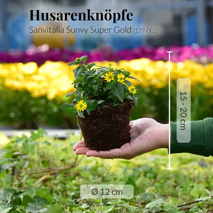 Mix & Match Ungiftige Nordbalkon Pflanzen