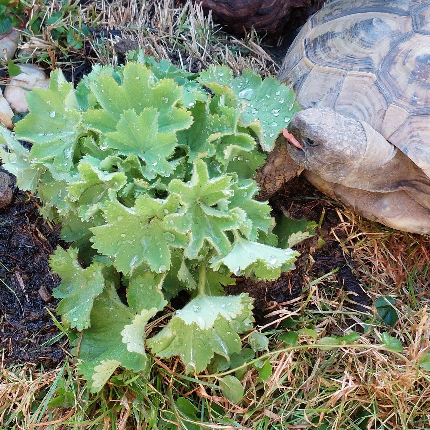 3er Schildkröte Box PetLove