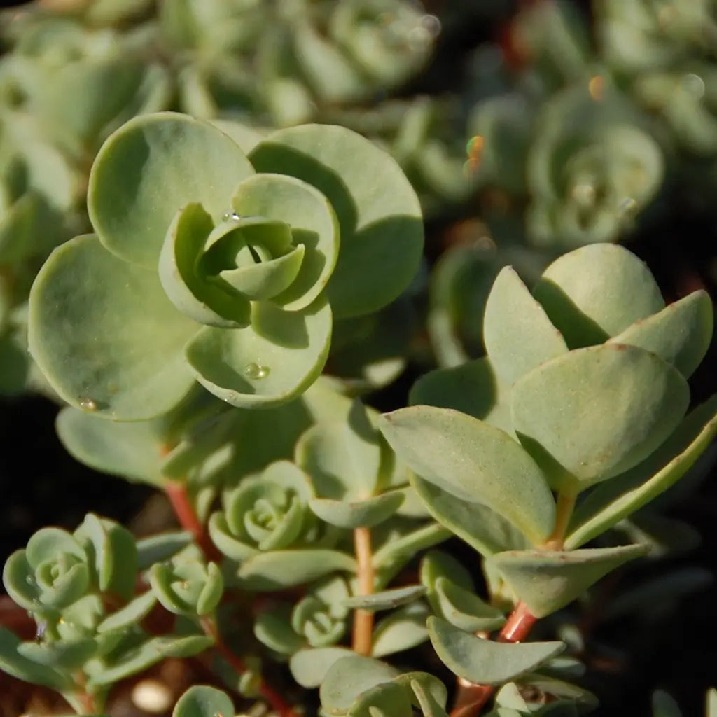 Sedum ewersii