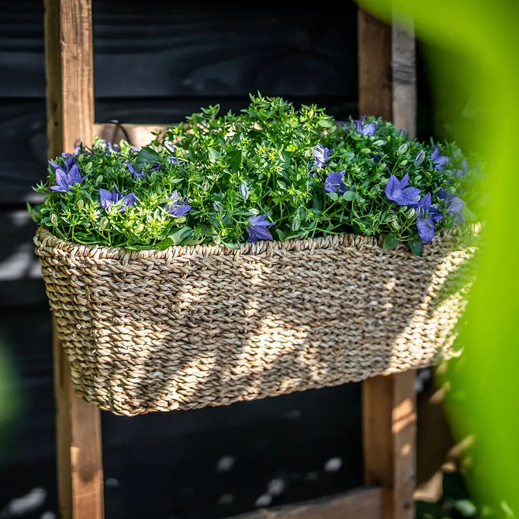 Balkonkasten aus Seegras hängend an Holzleiter im Halbschatten mit Campanula bepflanzt