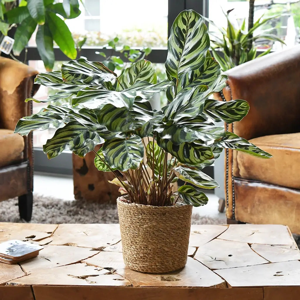 Calathea Makoyana Zimmerpflanze auf Holztisch in Wohnzimmer