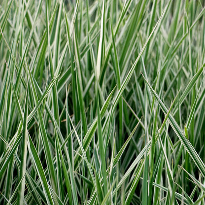 Segge Gras im Detail mit weißen Rändern