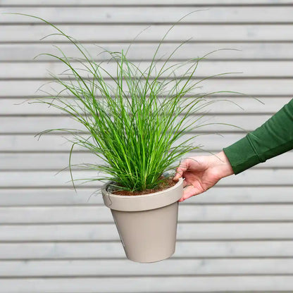 3er Box Carex Gras bestellen – Green Me Up