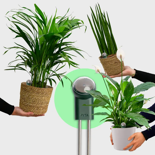 3er Paket frische luftreinigende Pflanzen mit Fyta Beam