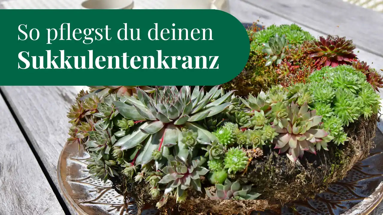 Video laden: So pflegst du deinen Sukkuelentenkranz, damit er lange schön bleibt.