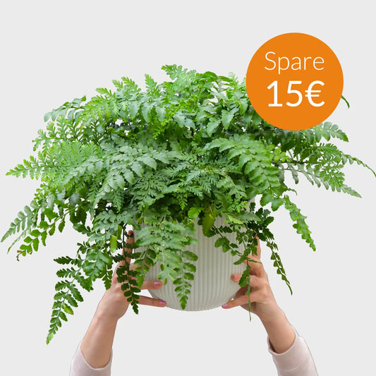 SPECIAL OFFER Anfänger Farn