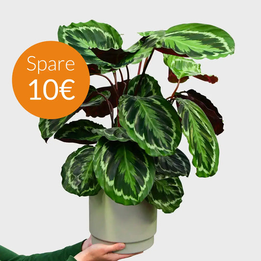 SPECIAL OFFER Calathea Medallion No.19