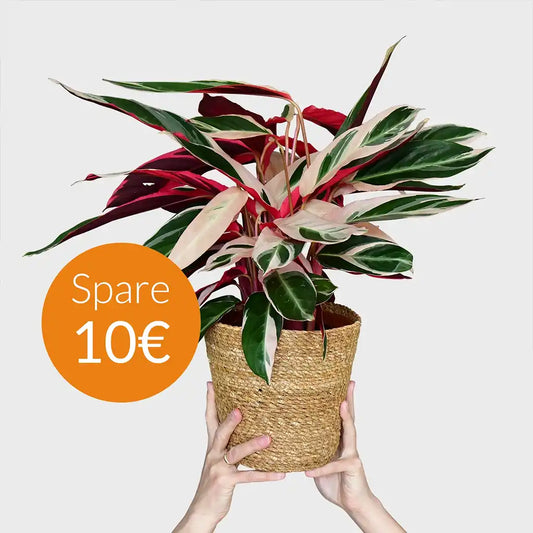 SPECIAL OFFER Calathea Triostar No.19