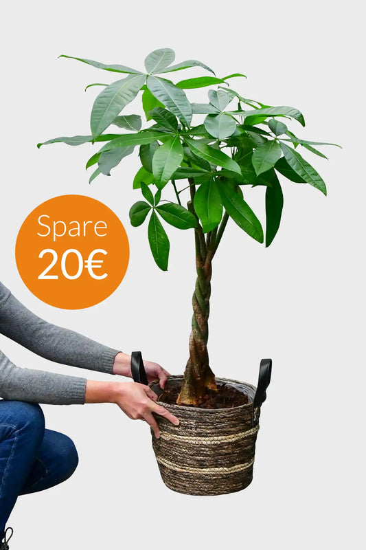 SPECIAL OFFER Große Glückskastanie