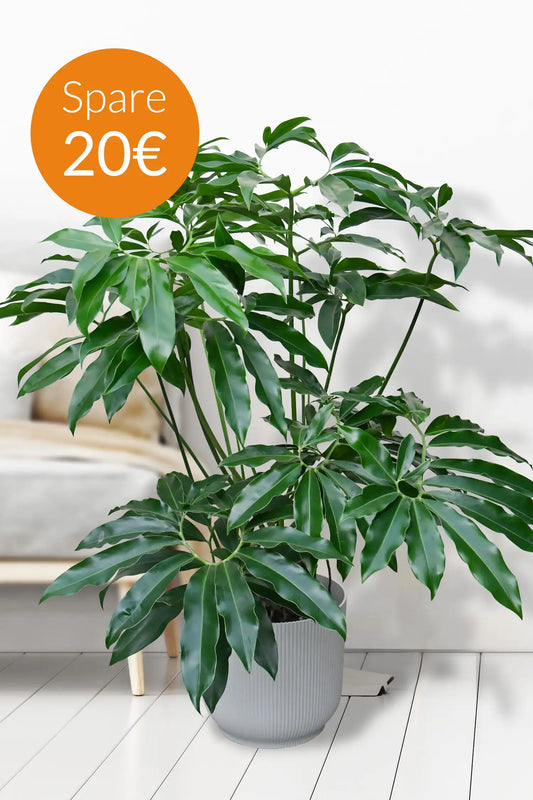 SPECIAL OFFER XXL Philodendron Fun Bun 130-140cm