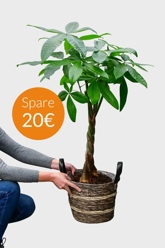 SPECIAL OFFER Große Glückskastanie