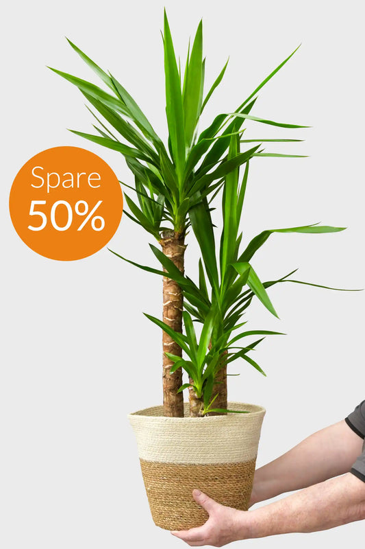SPECIAL OFFER Große Yucca Palme, 100-110cm