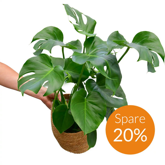 SPECIAL OFFER Monstera No.17, 80cm